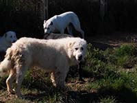 cane da pastore abruzzese
